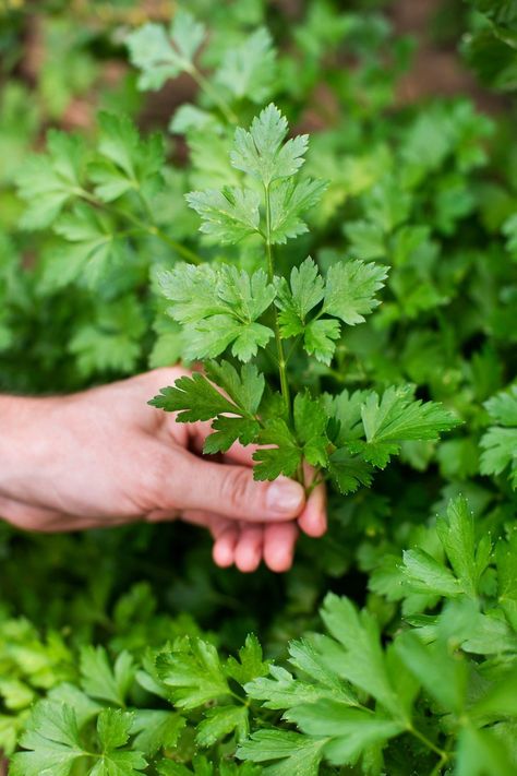 Parsley Harvesting Stage Filled Chocolates, Balcony Makeover, Grow Herbs, Growing Herbs, Warrior Cats, Parsley, In The Garden, Chocolates, The Garden