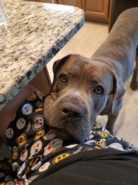 Deacon Frost (Cane Corso) Buggin my Mom while she works. Big head skinny body, what a weird way the pic turned out! Cane Corso Grey, Blue Cane Corso, Kane Korso, Really Big Dogs, Cane Corsos, Dog Pack, Every Dog Breed, Cane Corso Dog, Corso Dog