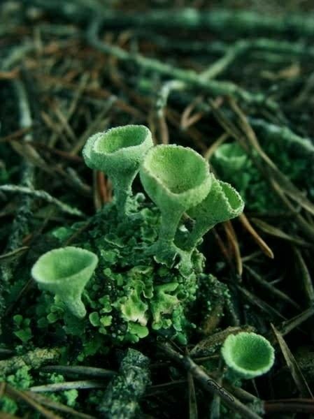 The Magic Faraway Tree, Faraway Tree, Lichen Moss, Slime Mould, Plant Fungus, Plants Growing, Mushroom Fungi, Wild Mushrooms, Green Plants