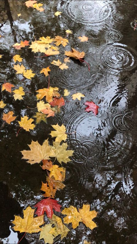 Autumn Rain Aesthetic, Fall Leaves Aesthetic, Rain Vibes, Fall Rain, Leaves Aesthetic, Aesthetic Rain, Fall Art Projects, Autumn Rain, Halloween Wallpaper Iphone