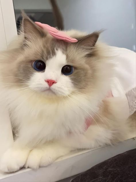 Ragdoll Cat Breed, Anak Haiwan, Dream's Cat, Cute Small Animals, Image Chat, Cute Little Kittens, Ragdoll Kitten, Cute Cats Photos, Cat Aesthetic