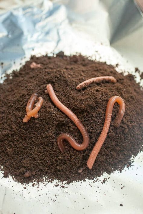 Worms In Dirt Dessert Halloween, Worms In Dirt, Edible Dirt, Worm Cake, Dirt Recipe, Dirt Dessert, Food Pranks, Fun Holiday Food, Dirt Cake