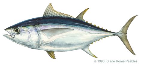 tuna. Best to eat skipjack, less mercury Xiphias Gladius, Skipjack Tuna, Bluefin Tuna, International Games, Jellyfish Art, Lino Art, Saltwater Flies, Tuna Fish, Sketch Tattoo Design