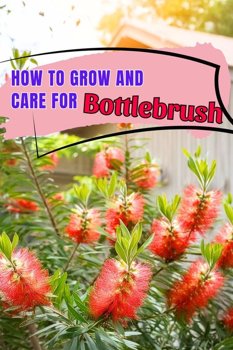 Bottlebrush Care Bottlebrush Plant, Drought Tolerant Shrubs, Sun Water, Perennial Shrubs, Attract Pollinators, Pollinator Garden, Bottle Brush, Drought Tolerant, How To Grow