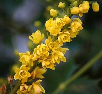 20 Flowers That Bloom In Winter - Gardening Channel Oregon Grape Flower, Oregon State Flower, State Flower Tattoo, Grape Flower, Evergreen Tree Tattoo, Oregon Tattoo, Grape Growing, State Flowers, Oregon Grape