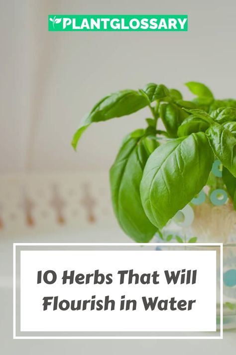 Imagine the convenience of growing herbs without soil. This article introduces 10 amazing herbs you can grow in water, offering a straightforward approach to indoor gardening. Learn how to cultivate these herbs using just water, and enjoy the fresh, homegrown flavors they bring to your kitchen. Growing Herbs In Water, Grow Herbs In Water, Herbs In Water, Growing Parsley, Growing Sage, Parsley Plant, Growing Cilantro, Growing Rosemary, Grow Herbs