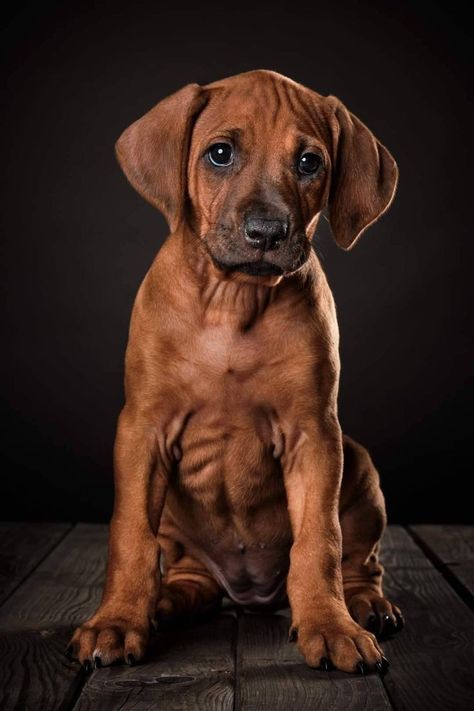 Ridgeback Puppy, Rhodesian Ridgeback Puppies, Dog Foto, Guard Dog Breeds, Rhodesian Ridgeback Dog, Photo Study, Giant Dog Breeds, Akc Breeds, Dog Anatomy