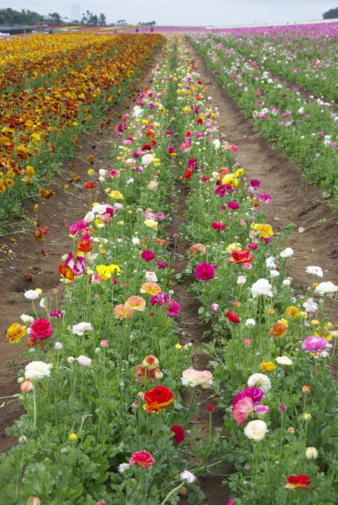 “Take yourself out of the ordinary,” the Flower Fields at Carlsbad Ranch website instructs. And with nearly 50-acres of garden design with what feels like never-ending rows of ranunculus— in hues of yellow, orange, red, pink, and white— the seemingly ordinary quickly fades from memory. Melbourne Landscaping, Zinnias Garden, Row Of Flowers, Flower Photos Art, Farm Landscaping, Farm Resort, Garden Collage, Flower Farms, Beautiful Places In America