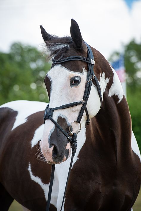 Unique Horse Coats, Unique Horses, English Horses, Irish Sport Horse, Dutch Warmblood, Jumping Horse, Rare Horses, Show Jumping Horses, Cai Sălbatici