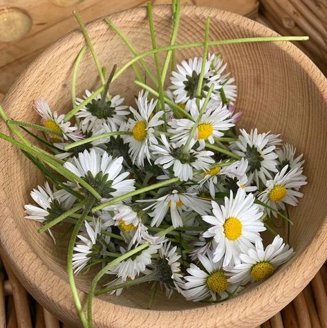 Hygge in the Early Years on Instagram: "💛🤍🌿7 simple and engaging daisy-themed activities for children:  🌿 Daisy Chains 🌿 Daisy Painting  🌿 Daisy planting  🌿 Daisy mud pies 🌿 Daisy Counting 🌿 Daisy Playdough  🌿 Flower Pressing  Tag me in your Daisy Play activities this week 💛🤍  #hyggeintheearlyyears #daisy #nature #eyfs #earlyyears #preschool #teacher #childminder" Painting Daisy, Mud Pies, Flower Pressing, Daisy Chains, Daisy Painting, Activities For Children, Themed Activities, Preschool Teacher, Daisy Chain