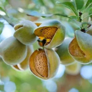 | eBay Plum Varieties, Almond Seed, California Almonds, Planting Onions, Growing Fruit Trees, Almond Tree, Green Fruit, Peach Trees, Potted Trees