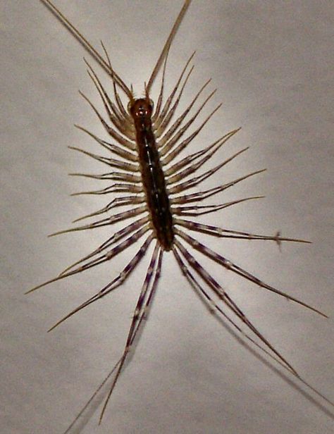 centipedes - I hate these things,I see one occasionally in my basement,and if your quick enough to squish it,it bleeds purple! :-( Bug Identification, Scary Bugs, Centipedes, Creepy Houses, Amazing Animal Pictures, Cool Bugs, A Bug's Life, Creepy Crawlies, Arthropods