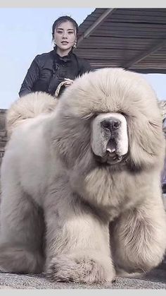 Velcí Psi, Big Fluffy Dogs, Rare Dogs, Big Dog Breeds, Tibetan Mastiff, Huge Dogs, Animal Print Wallpaper, Giant Dogs, Animale Rare