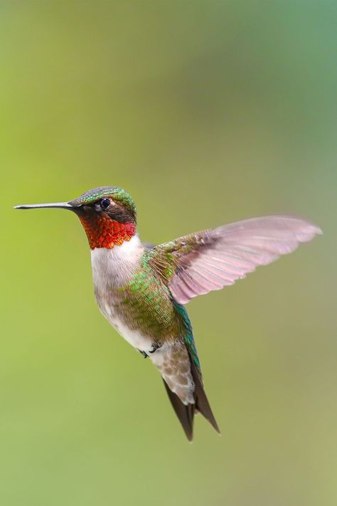 Burung Kakatua, Burung Beo, Hummingbird Pictures, Ruby Throated Hummingbird, Hummingbird Art, Tiny Bird, Humming Bird Feeders, Backyard Birds, Bird Pictures