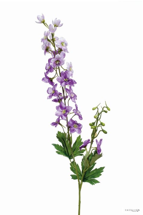 Lakespur Flower, Larkspur Flower Aesthetic, Delfinium Flower, Delphinium Flower Tattoo, Larkspur Bouquet, Nicole Mcdonald, Purple Delphinium, Herb Collection, Poisonous Flowers