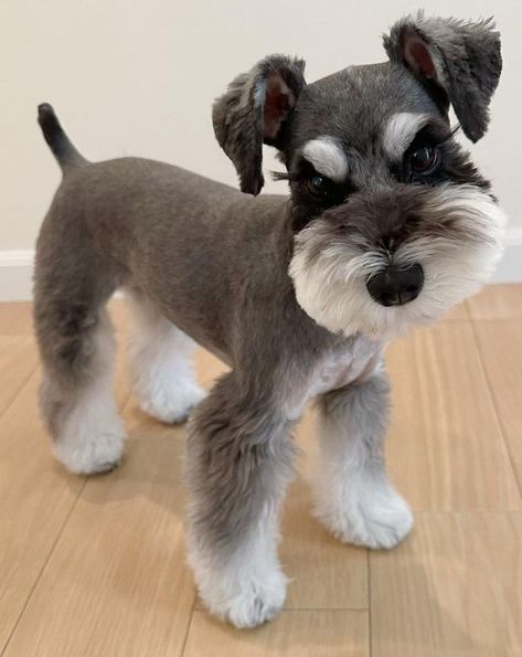 Mini Schnauzers Haircuts, Mini Schnauzer Haircut Styles, Mini Schnauzer Haircuts, Mini Schnauzer Haircut Ideas, Miniature Schnauzer Puppies Haircuts, Mini Snauzers Haircuts, Snauzer Haircut Styles, Cute Schnauzer Haircut, Short Schnauzer Haircut