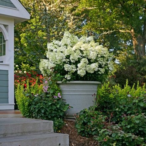 hydrangea_paniculata_bobo in pot_Proven Winners Hydrangea Planters, How To Grow Hydrangeas, Bobo Hydrangea, Hardy Hydrangea, Hydrangea Potted, Hydrangea Landscaping, Big Leaf Hydrangea, Types Of Hydrangeas, Smooth Hydrangea