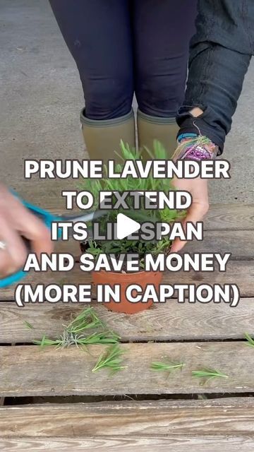 Anya Lautenbach on Instagram: "Follow @anya_thegarden_fairy 📣MORE IN MY NEW BOOK! Link in bio  WHEN SHOULD WE START PRUNING ENGLISH LAVENDER?  In this video I would like to show you when I start pruning my lavender.  I prune my lavender plants ‘from their birth’. I mean in the first year of propagation.  I even prune my cuttings after they have created their new roots.  This way I encourage my seedlings to get bushy and healthy from the start.   REMEMBER  🧚🏻 All English lavenders grown in the garden or in pots need to be pruned.  🧚🏻 I always prune my lavender after flowering in late Summer or in the Spring 🧚🏻Life’s too short for looking at leggy and woody lavender and to prevent it  from becoming WOODY/ LEGGY, English lavender needs to be pruned hard.  If you found this post useful, Anya The Garden Fairy, How To Prune Lavender Plant, English Lavender Plant, Lavender Plants, English Lavender, Planting Hydrangeas, Lavender Plant, New Roots, Late Summer