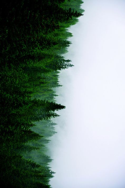 Photo - verdi Crismas Tree, 숲 사진, Back Ground, Forest Wallpaper, Tree Line, Ex Machina, Double Exposure, Green Aesthetic, Aesthetic Backgrounds