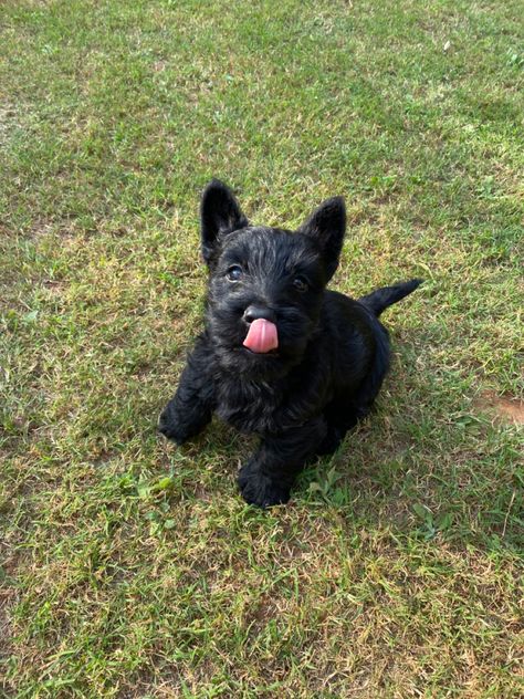 scottish terrier escoces perro dog Russian Black Terrier, Russian Terrier Black, Black Terrier, Fox Terrier Chileno, Scottish Terrier Aesthetic, Tenterfield Terrier Puppy, Pretty Dogs, Animal Photos, Terrier Mix