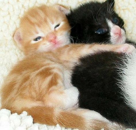 Kitten Cuddle, Tuxedo Kitten, Silly Cats Pictures, Kitten Love, Baby Kittens, Silly Animals, Cat Aesthetic, 영감을 주는 캐릭터, Silly Cats