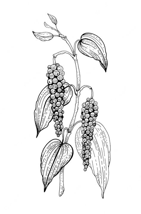 Pepper Painting, Black Pepper Plant, Bush Drawing, Wheat Tattoo, Herbs Illustration, Leaves Sketch, Vanilla Plant, Pepper Plant, Plant Sketches