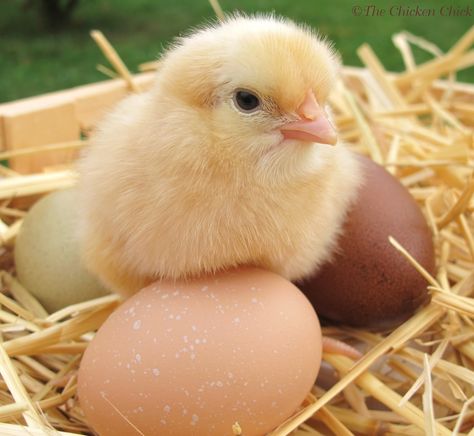 Baby Chicks Photography, Pet Chickens Breeds, Baby Chicks Raising, Chicken Incubator, Chicken Pictures, Chicken Chick, Baby Chickens, Cute Chickens, Chickens And Roosters