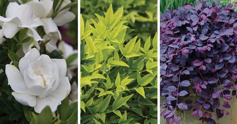 Plant Combination: Stylish “Scentimentality” | Southern Living Plants featuring Jubilation Gardenia, Lemon Lime Nandina, Purple Pixie Dwarf Weeping Loropetalum. Lemon Lime Nandina, Southern Landscaping, Sunshine Ligustrum, Landscape Ideas Front Yard Curb Appeal, First Flowers Of Spring, Southern Living Plant Collection, Front Yards Curb Appeal, Southern Living Plants, Home Landscaping