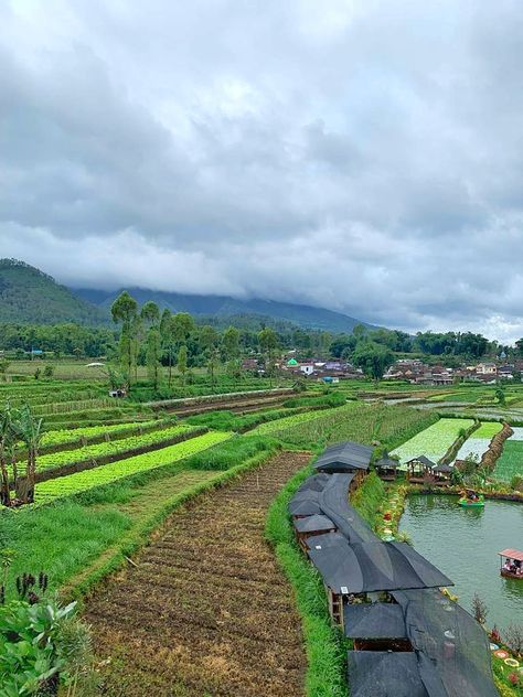 Pap foto pemandangan sawah, pemandangan pedesaan, suasana desa, foto keindahan alam, lahan pertanian, panen padi, beras Lahan Pertanian, Quick Saves