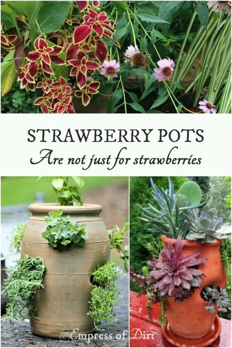 Terra Cotta Strawberry Pot Ideas, Other Uses For Strawberry Pots, Strawberry Pot Planting Ideas, Strawberry Jar Planter Ideas, Strawberry Pot Ideas, Strawberry Pots Ideas Plants, Jar Plants, Strawberry Pot, Fall Porches