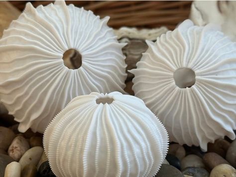 Sea Urchin Shells, Shell Sculpture, Sea Urchin Shell, Sea Sculpture, Seashell Wall Art, 3d Files, Beginner Pottery, Sea Life Art, Ceramic Fish