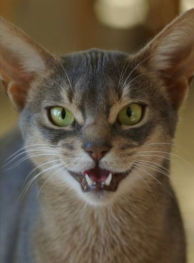 Corporation Cats Singapura Cat, Cat Expressions, Abyssinian Cat, Image Chat, Abyssinian Cats, Cat Pose, Warrior Cat, Meow Meow, Domestic Cat