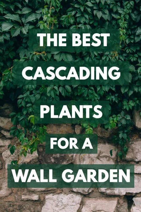 The Best Cascading Plants for a Wall Garden – Garden Tabs Cascading Plants, Mos Wand, Wall Climbing Plants, Creepers Plants, Vertical Garden Plants, Garden Wall Designs, Ivy Wall, Vertical Garden Design, Vertical Garden Wall