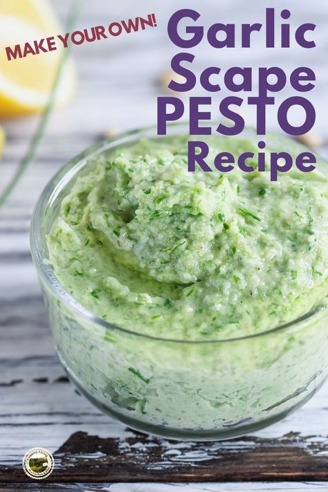 This easy Garlic Scape pesto combines basil, garlic scapes, sunflower seeds and oil to make a delicious pesto. Use this pesto in pasta dishes, or serve alongside crackers or bread for a healthy snack. Preserve some for later by storing in the freezer. Scape Pesto Recipe, Frozen Garlic, Scape Pesto, Garlic Scape Pesto, Harvesting Garlic, Pasta Meals, Garlic Scapes, Canning Food Preservation, Pickled Garlic