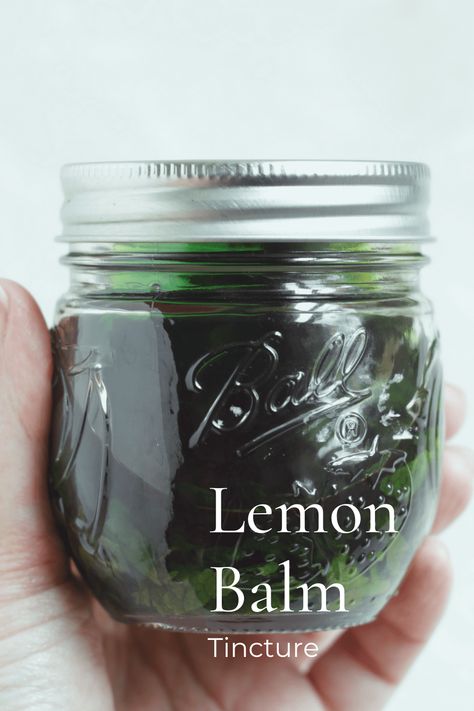 How to Make a Lemon Balm Tincture - Herby Gardens Lemon Balm Oil Recipes, Basil Tincture Recipe, Diy Natural Antibiotic, How To Make Saffron Tincture, Lemon Balm Syrup, Lemon Balm Tincture Benefits, Basil Tincture Benefits, Drying Lemon Balm, Healing Tinctures