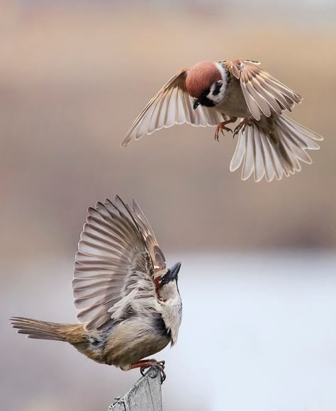 Magical Nature Tour Sparrow Reference, Nature Tour, Animal Study, Two Birds, Arte Inspo, Russia City, Animal Sketches, Bird Pictures, Birds Tattoo