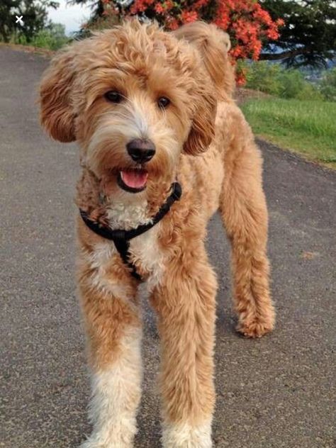 Goldendoodle Straight Hair Goldendoodle, Labradoodle Haircut, Poodle Cross Breeds, Labradoodle Grooming, Goldendoodle Haircuts, Ras Anjing, Goldendoodle Grooming, Labradoodle Dogs, Puppy Grooming