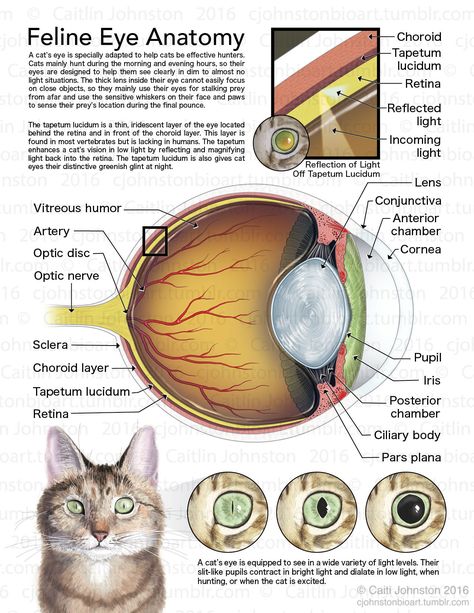 Scientific Illustration — cjohnstonbioart: Feline Eye Anatomy (2016) Vet Nursing, Feline Anatomy, Veterinarians Medicine, Feline Eyes, Vet Tech School, Veterinary Tech, Vet Tech Student, Vet Technician, Veterinary Studies