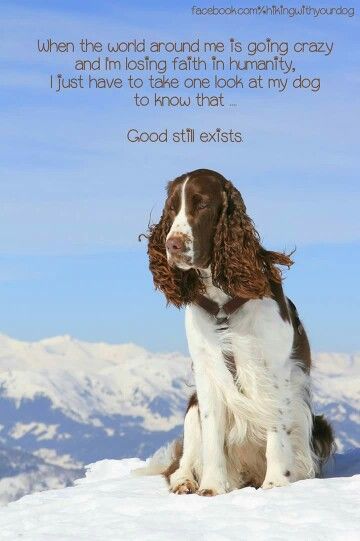 Love dogs ! Springer Dog, Sprocker Spaniel, English Spaniel, Dog Sayings, Springer Spaniel Puppies, Spaniel Art, Dog Quote, Springer Spaniels, Weiners