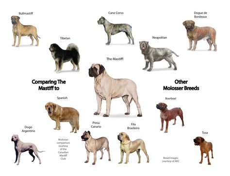 British Mastiff, Bull Mastiff Dogs, Pyrenean Mastiff, English Mastiff Dog, Pet Anime, Big Fluffy Dogs, Mastiff Breeds, Giant Dog Breeds, French Mastiff