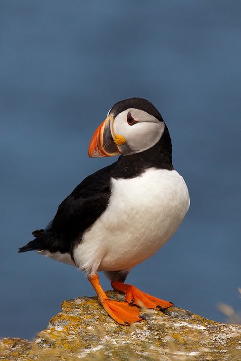 Adorable Atlantic Puffin taken during nesting season in Canada. On Nova Scotia, you can see wild puffins! Cool Looking Animals, Animal Drawing Reference Photo, Animal Reference Photos For Drawing, Puffin Photos, Puffin Drawing, Canada Animals, Puffin Tattoo, Nova Scotia Road Trip, Atlantic Puffin