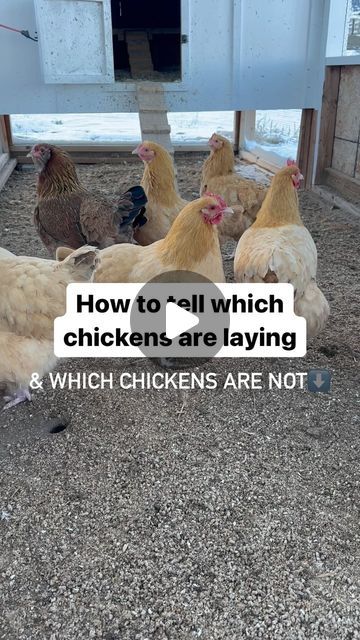 Beth | Quality Chicken Coops for Happy Flocks on Instagram: "How to tell which chickens in your flock are laying and which ones are not!⬇️  Naturally chickens go through different stages of laying eggs. During certain seasons and depending on when your chicken molts, it is very typical for them to have a time where they don’t lay any eggs.   Here in Utah our days are starting to stretch out and we are now enjoying the slight increase of daylight hours.   We are starting to see a few more eggs in the nesting boxes which mean the ladies are picking back up again🙌🏻  So when you’re out hanging with your flock next, be sure to pay attention to comb color! You’ll be quickly able to figure out who is paying rent and who is free loading 😉  #backyardchickens #happychickens #layingeggs #farmfresh Diy Chicken Laying Boxes, Chicken Laying Boxes Ideas, Chicken Nesting Box Ideas, Chicken Laying Boxes, Molting Chickens, Farming Ideas, Paying Rent, Youtube Hacks, Egg Laying