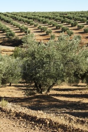 Olive Tree Care, Farming Landscape, Olive Tree Painting, Growing Olive Trees, Moustiers Sainte Marie, Olive Grove, Under The Tuscan Sun, Fall Garden Vegetables, Recycled Garden