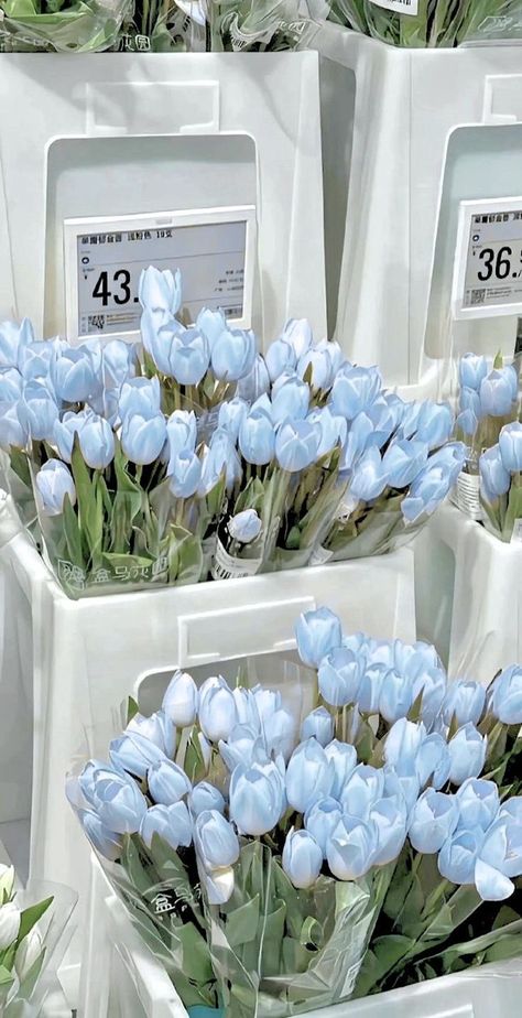 Tulip Flower Pictures, Corak Bunga, Prințese Disney, Light Blue Aesthetic, Boquette Flowers, Blue Tulips, Nothing But Flowers, Flower Therapy, Beautiful Bouquet Of Flowers