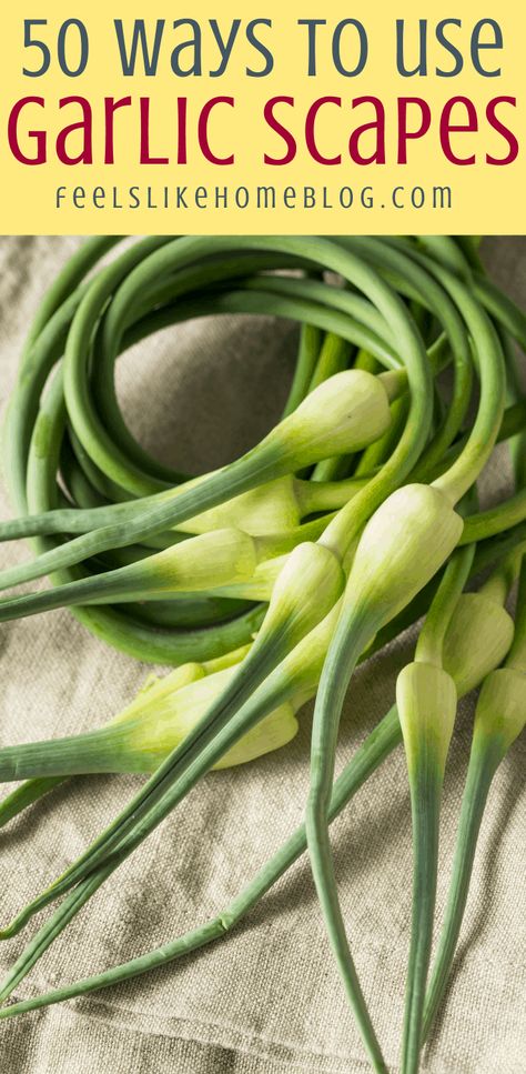 What to do with garlic scapes - These simple and easy recipes will explain how to use and cook these fresh spring greens from your garden or the farmer's market. #garlicscapes #garlic #csa #homegarden #recipes #locavore #eatinglocal #kitchengarden Garlic Scapes Recipes, Scapes Recipes, Freezing Garlic, Garlic Shoots, How To Cook Garlic, Garlic Garden, Spring Garlic, Garlic Scape Pesto, Harvesting Garlic