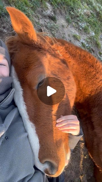 26M views · 3.7M likes | Sanna Forsell on Instagram: "Having a nap with my young horse Calle, now 1.5yo, he has had a very special sound when sleeping ever since he was a little foal, absolutely adorable 🥹🫶🏼 he’s a very special horse ❤️ -2022, e. Magic Park - Hiphop - Athlet Z #capricodpark #horsesofinstagram #horse #horses #equestrian #equine #horsebackriding #horsephotography #horseriding #instahorse #photography #horsestagram #equinephotography #showjumping #riding #horses_of_instagram #pferd #horseofinstagram #caballo #häst" Funny Horses Videos, Fluffy Horse, Animal Reels, Foals Playing, Equestrian Funny, Sweet Videos, Horse Riding Videos, Horse Dance, Funny Horse Videos