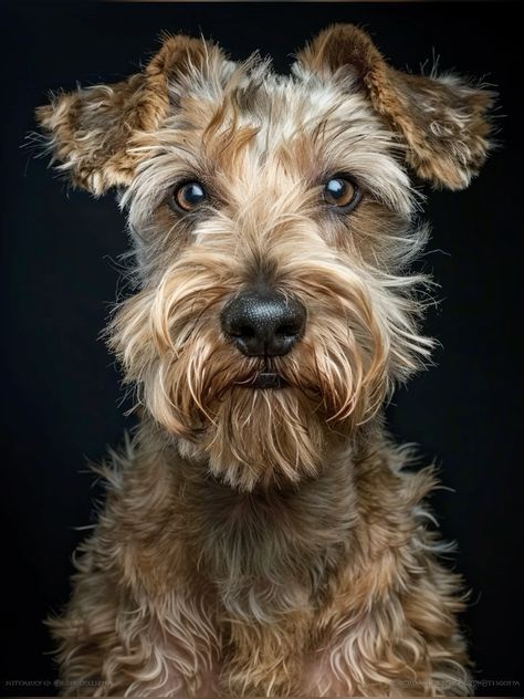 Dog Portrait Photography, Pet Portraiture, Beautiful Dogs Photos, Dogs Photography, Dog Portraits Art, Lakeland Terrier, Cats Art Drawing, Dog Canvas Art, Animal Portraits Art