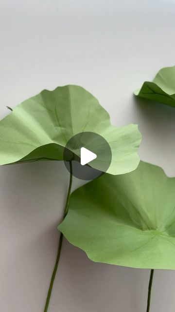 Beth | Paper Florist on Instagram: "I love the look of lotus leaves when they’re up out of the water. The wavy texture and heavy veining look so beautiful to me.  . . . #paperplants #lotus #lotusleaf #paperleaves #paperart #diycrafts #everlastingflowers" Lotus Paper Flower, Paper Lotus, Mandap Decor, Paper Plants, Everlasting Flowers, Paper Leaves, Lotus Leaves, Lotus Leaf, Crepe Paper