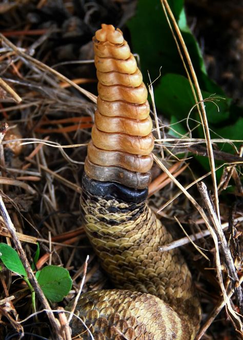 Snakes Pet, Snake Pets, Snake Cute, California King Snake, Texas Rattlesnake, Snake Pet, Pet Snakes, Snake Terrarium, Snake Tail