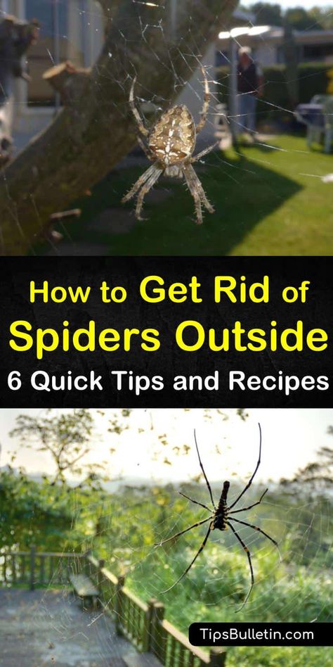 6 Brilliant Ways to Get Rid of Spiders Outside Spider Deterrent How To Get Rid, Diy Spider Spray For House, Spider Spray For Outside, Get Rid Of Spiders In Yard, Spray For Spiders Outside, Outdoor Spider Repellent, Spider Deterrent Essential Oils, Essential Oils To Repel Spiders, Spider Spray Diy How To Get Rid